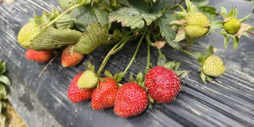 Mersin’de hasat ediliyor, uçak kargoyla Dubai ve Katar’a yollanıyor: Kilosu 75 TL 5